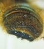 Osmia caerulescens
